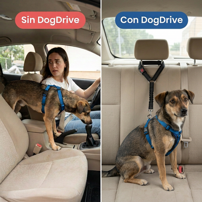 Perro en el coche antes y después de usar el cinturón DogDrive